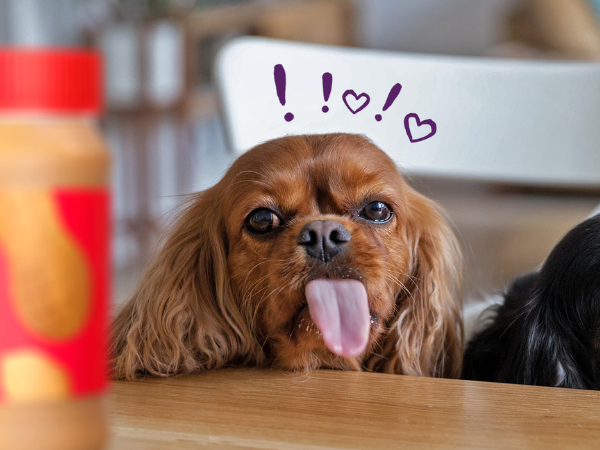 Is it bad for dogs to eat peanut clearance butter